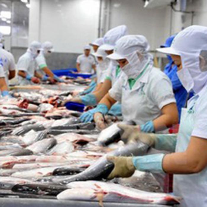 Fish Processing
